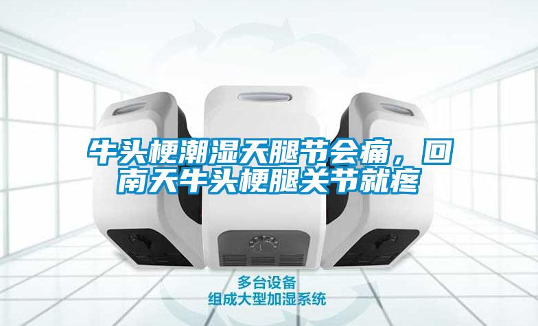 牛頭梗潮濕天腿節(jié)會痛，回南天牛頭梗腿關節(jié)就疼