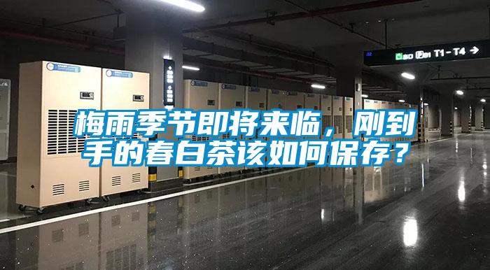 梅雨季節(jié)即將來臨，剛到手的春白茶該如何保存？
